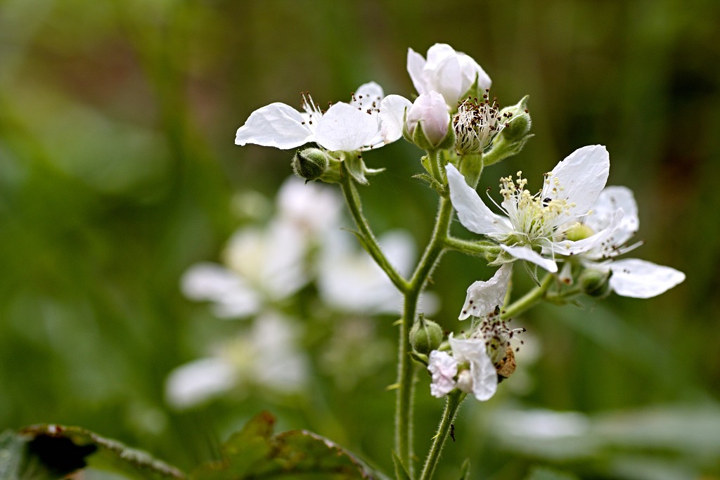ardennen belgie natuur natuurgebied bos bossen eifel gebergte wandelen fietsen kanoen kasteel hdr